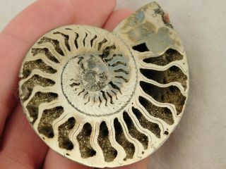 A Big Cut And Polished 100 Natural Pyrite Ammonite Fossil From Russia 43.  2 E