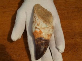 Massive Mosasaur Dinosaur Tooth Fossil With Full Root Matrix 4.  95 " Inches