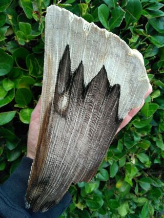 Large Polished Stinking Water Pass Petrified Wood Agate Golden Oak Oregon 5,  Lb