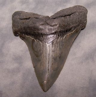 Megalodon Tooth 3 3/4 " Shark Teeth Fossil Jaw Megladon Scuba Dive Xl Angustiden