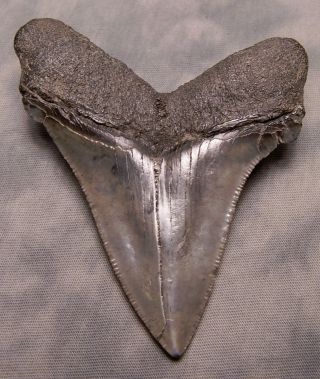 megalodon tooth 3 3/4 