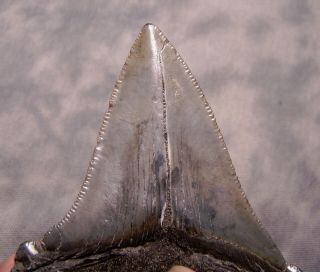 megalodon tooth 3 3/4 
