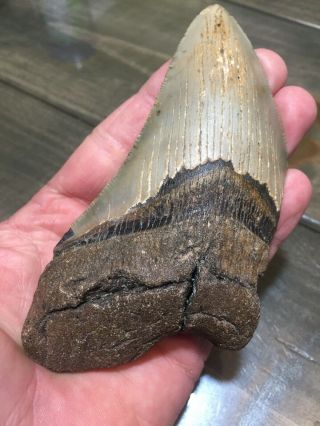 5.  19 " Megalodon Shark Tooth Fossil