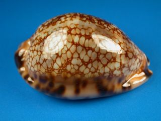 Cypraea Maculifera Martybealsi,  Pattern,  64.  4mm,  Marquesas Shell