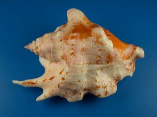 Strombus Taurus,  Color And Pattern,  85.  8mm,  Guam Shell