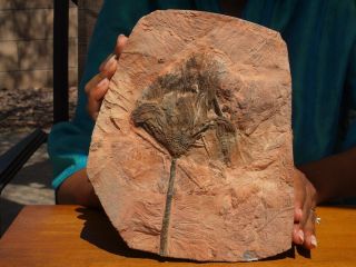 Detailed Scyphocrinites Crinoid Fossil From Morocco 9.  5 " 480 Million Years Old