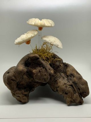 Vintage Mushroom Sea Coral & Driftwood Art 5.  5 X 5.  5