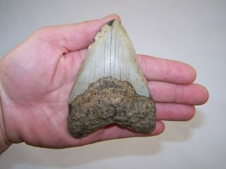 4.  43 " Megalodon Fossil Shark Tooth Teeth /5.  9 Oz/ No Restoration / Not Dinosaur