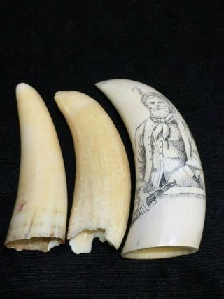 Faux Whale Tooth Teeth One With Scrimshaw