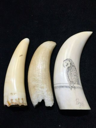 Faux whale tooth teeth one with scrimshaw 2