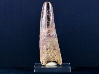Xl 3.  5 In Spinosaurus Tooth 100 Million Yrs Old Cretaceous Dinosaur & Stand