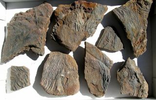 Extinctions - Flat Of 8 Fossil Mahoumacrinus Crinoid Plates - Great Detail