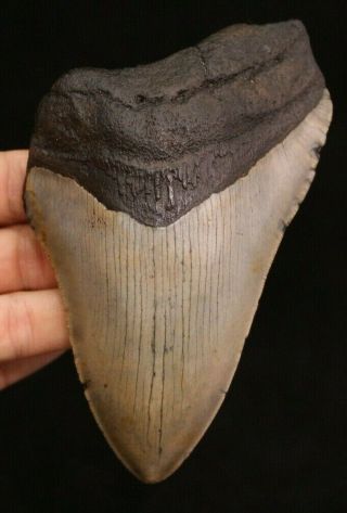 Megalodon Shark Tooth 4.  69 " Extinct Fossil Authentic Not Restored (cg10 - 145)