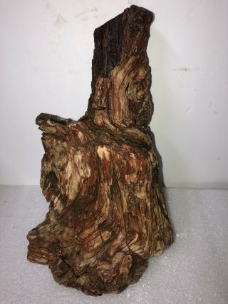 Large intact Petrified Wood Log Great Details Grain Bark 2