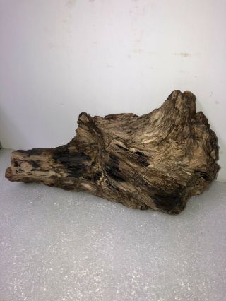 Large intact Petrified Wood Log Great Details Grain Bark 3