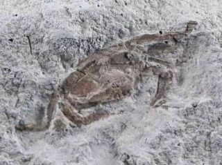 Fossil Crab Pinnixa Galliheri Pea Crab Monterey Cty San Luis Obispo Miocene Age