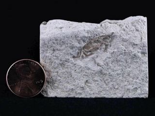 Fossil Crab Pinnixa Galliheri Pea Crab Monterey Cty San Luis Obispo Miocene Age 2