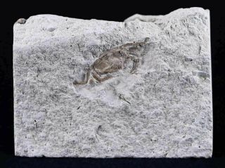 Fossil Crab Pinnixa Galliheri Pea Crab Monterey Cty San Luis Obispo Miocene Age 3