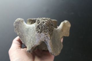 Fossil Mammoth Caudal Vertebra Tail Mammuthus Primigenius Pleistocene Germany