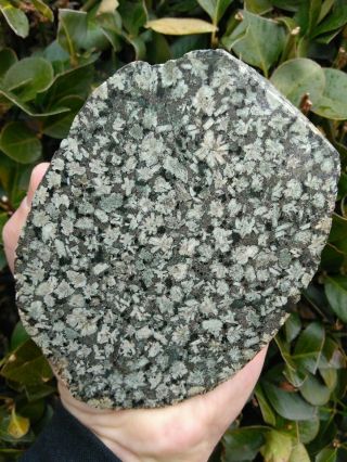 Large Polished Green Chinese Writing Stone Feldspar Porphyry California 1.  5lbs