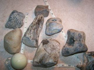 Lapidary Gemstone Bone Rough Whale Vertebrae Fossil Dinosaur Petrified Wood Rock