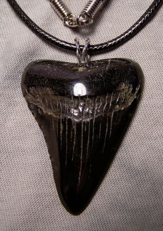 Megalodon Shark Tooth 1 7/8 " Fossil Teeth Wireless Pendant Necklace Jaw Sweet