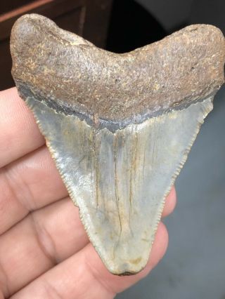 18 Huge 3 " Megalodon Giant Shark Tooth Teeth Extinct Fossil Megladon