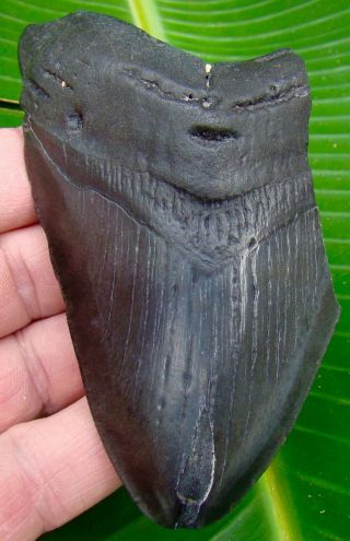 Megalodon Shark Tooth 4 & 7/16 In.  Real Fossil - Jaw - No Restorations