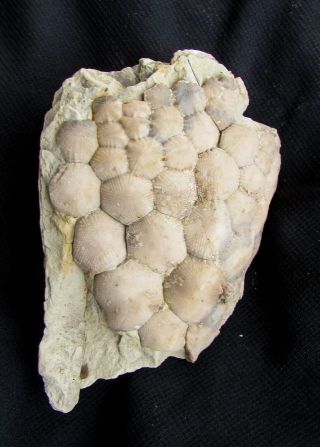 Rare Scyphocrinites Crinoid Fossil Henryhouse