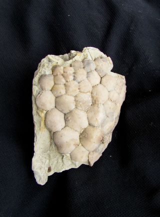 RARE Scyphocrinites crinoid fossil HENRYHOUSE 2
