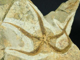 A 100 Natural 440 Million Year Old Starfish Fossil From Morocco 633gr