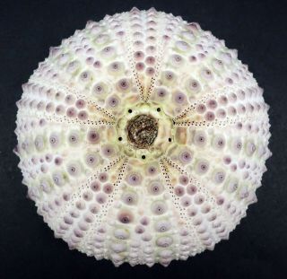 Fantastic Colour/quality Centrostephanus Rodgersii 94.  4 Mm Australia Sea Urchin