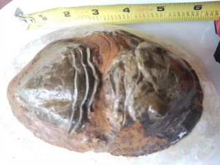 Huge Rare Isotelus Species Trilobite Fossil - Enrolled Exc Detail 120 Mm 5 In
