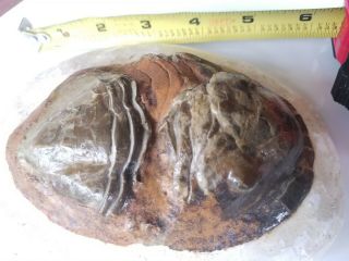 HUGE RARE ISOTELUS SPECIES TRILOBITE Fossil - ENROLLED Exc Detail 120 mm 5 in 2