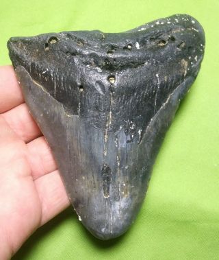 Huge 5.  14 " Megalodon Shark Tooth Teeth Extinct Fossil Meg Scuba Diver Direct 199