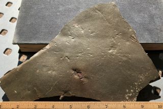 Fossil Horseshoe Crab Trackway From Alabama,  Much Older Than Dinosaur Tracks