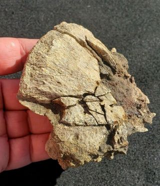 Ugly Prep Project Fossil Dinosaur Hadrosaur Foot Claw Hell Creek Montana