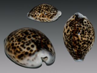 Seashell Cypraea Tigris Unique Specimens With Two Channals Rostrate 87.  2 Mm