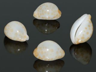 Seashell Cypraea Mariae Cf.  Suluensis White Live Collected 11.  7 Mm Gem