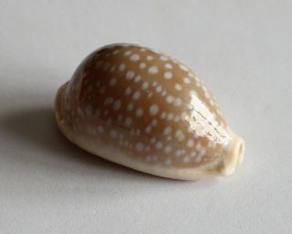 Cypraea Camelopardalis (perry,  1811),  F,  58mm.