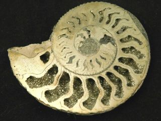 A Big Cut And Polished 100 Natural Pyrite Ammonite Fossil From Russia 8.  2 E