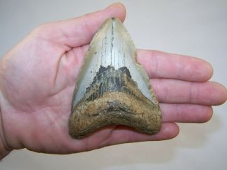 4.  15 " Megalodon Fossil Shark Tooth Teeth - 5.  2 Oz - No Restoration / Not Dinosaur