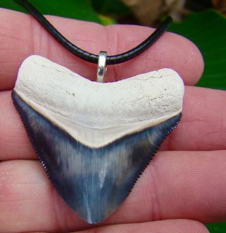 Megalodon Shark Tooth Necklace - 1 & 13/16 In.  Bone Valley - Real Fossil - Jaw