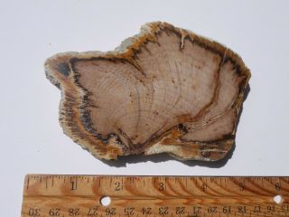 4.  5 Inch Semi Full Round Petrified Wood Slab From Bulgaria - $30.  00