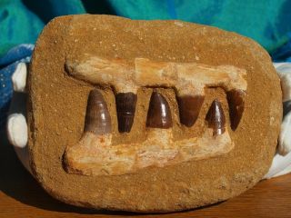 Mosasaur Dinosaur Jaw Section With Fossil Teeth 6.  5 " Inch