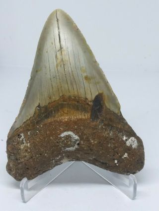 4.  10 " Megalodon Shark Tooth Fossil 100 Authentic