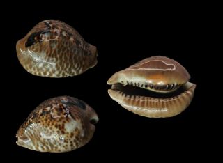 Seashell Cypraea Arabica Mus Bicornis Selected Dark