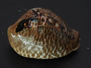 Seashell Cypraea Arabica Mus Bicornis SELECTED DARK 2