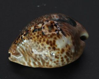 Seashell Cypraea Arabica Mus Bicornis SELECTED DARK 3
