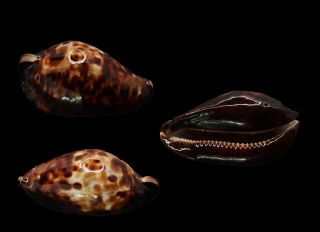 Seashell Cypraea Friendii Friendii Selected Dark Color